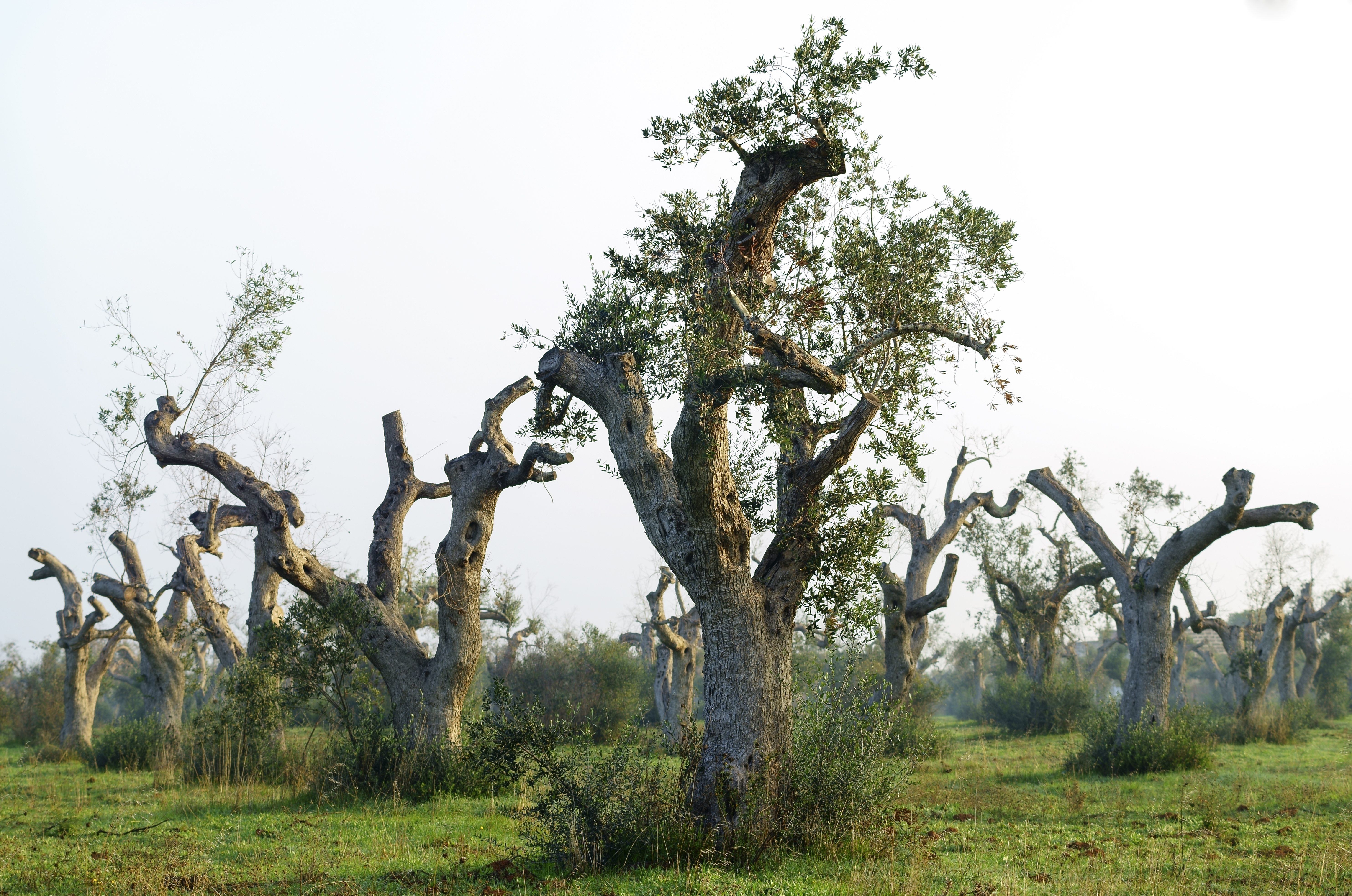 Olivi morenti a causa della xylella in Salento
