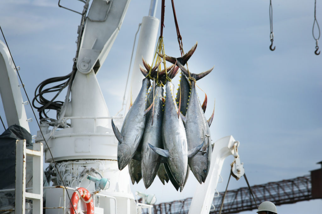 tonno pesca peschereccio fukushima