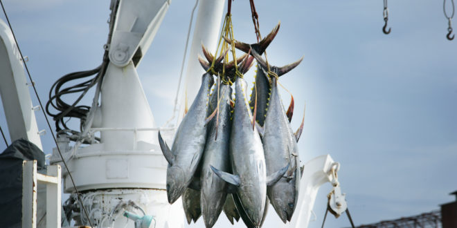 tonno pesca peschereccio