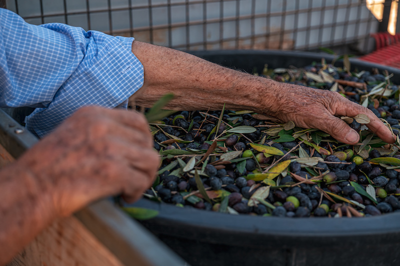 Uomo mescola olive in un contenitore di plastica; concept: olio extravergine di oliva