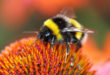 Bumblebee sucks nectar from the flower with her long tongue bombo fiore glifosato impollinatori