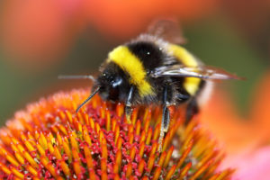 Bombo bottina polline su un fiore; concept: impollinatori, pesticidi, api