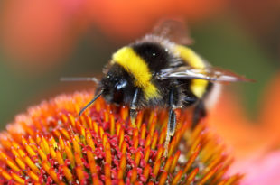 pesticidi, Bumblebee sucks nectar from the flower with her long tongue bombo fiore glifosato impollinatori