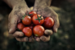 Pomodori appena raccolti nelle mani di un bracciante; concept: raccolta pomodori, sfruttamento dei lavoratori