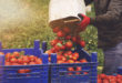 man picks a crop of tomatoes and puts them in a box in a vegetable garden. Harvesting in the field, organic products