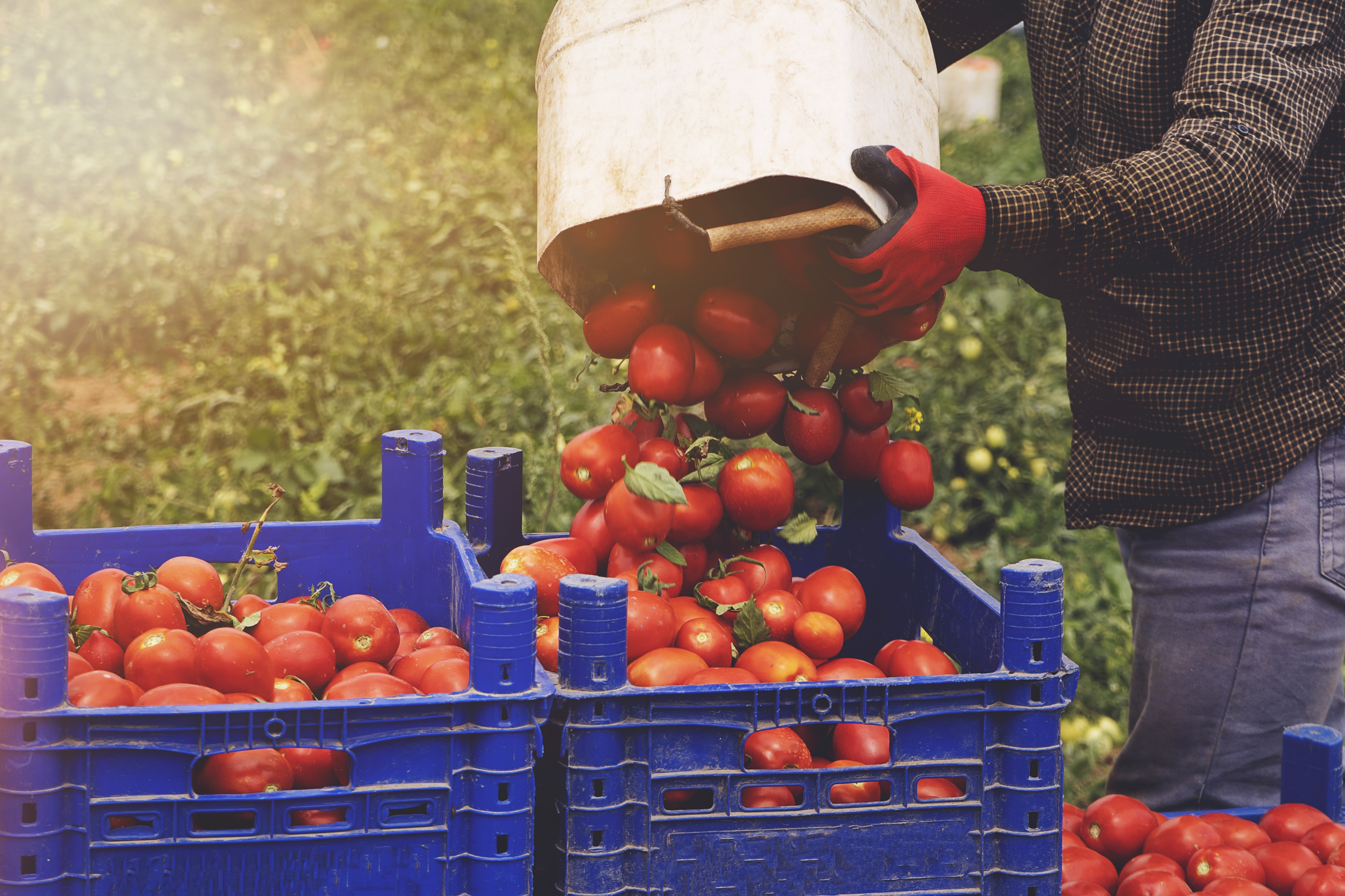 man picks a crop of tomatoes and puts them in a box in a vegetable garden. Harvesting in the field, organic products