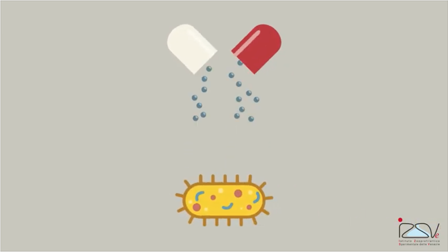 resistenza antibiotici batterio capsula video