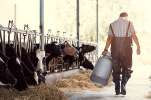 Allevatore cammina tenendo in mano un fusto di metallo accanto a vacche da latte in un allevamento; concept: mucche, bovine da latte