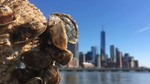 Billion Oyster Project; concept: ostriche, New York