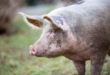 Big organic free range pig close up