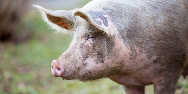 Big organic free range pig close up