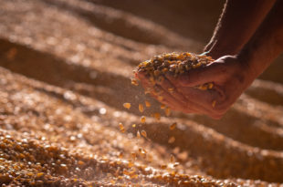 Close up shot of an young successful man farmer is controlling with his hands at the moment harvested corn grains in a agricultural silo.