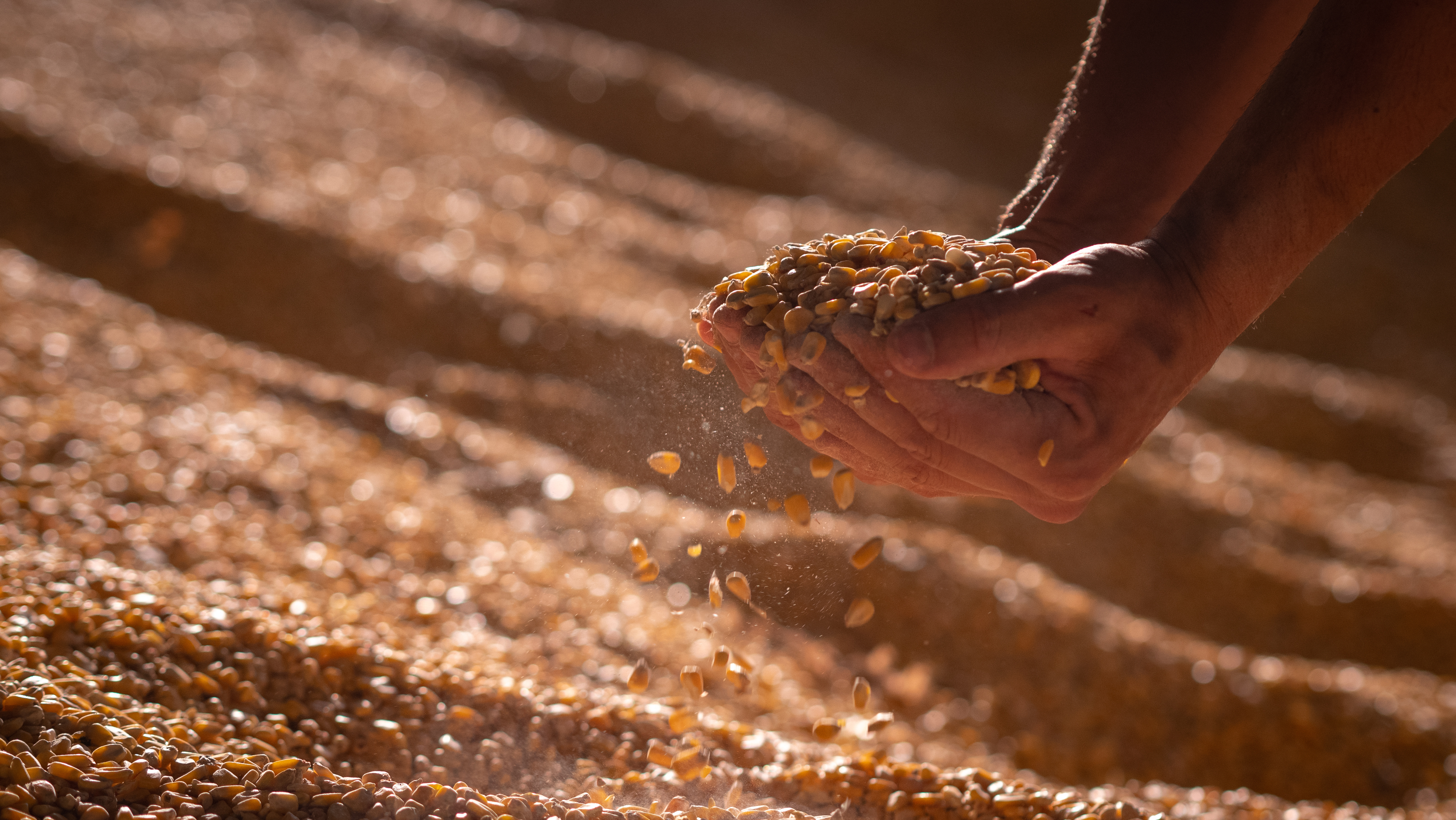 Due mani sollevano una grossa manciata di mais da un grande cumulo; concept: cereali, ogm