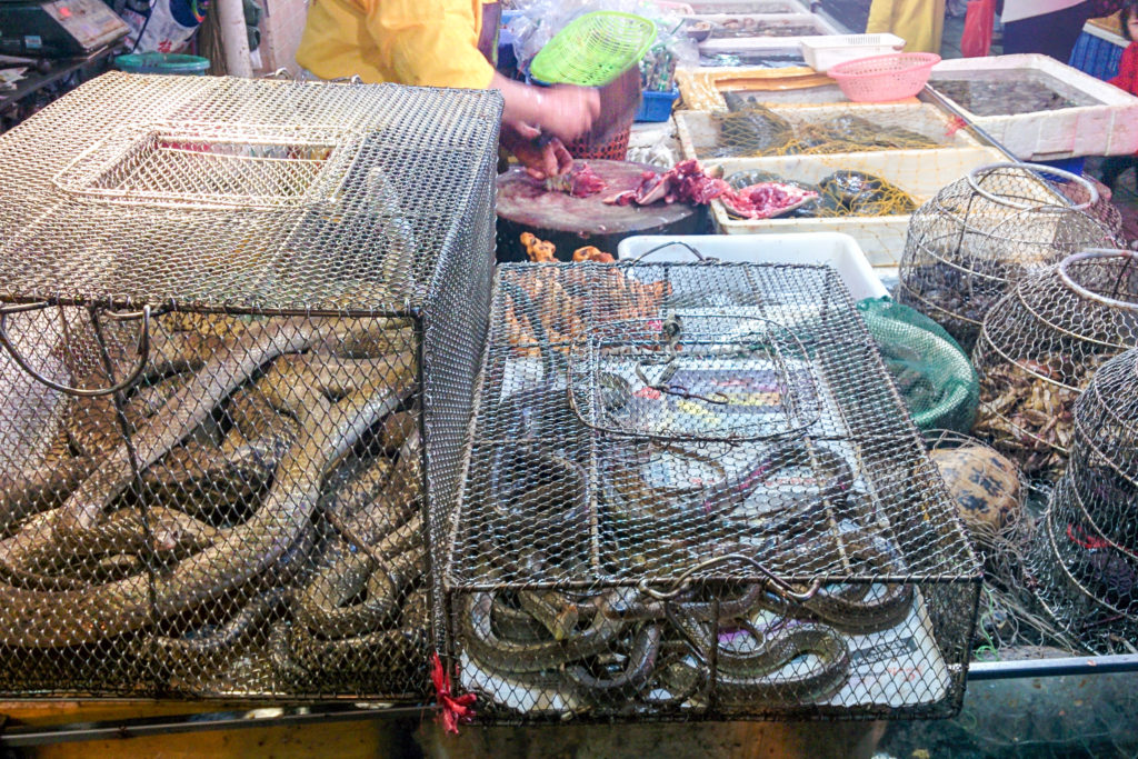 Chinese typical fish and living animals market oms