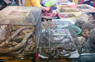 Chinese typical fish and living animals market