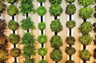 vertical farm urban liverpool insalata