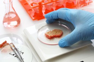 Mano guantata afferra piastra petri con pezzetto di carne; attorno altri strumenti da laboratorio; concept: carne coltivata, carne sintetica
