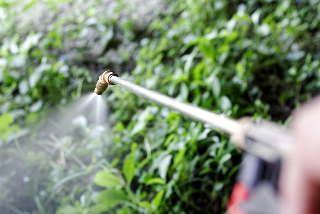 Pesticidi o erbicidi spruzzati da un erogatore a mano su erbe in un campo