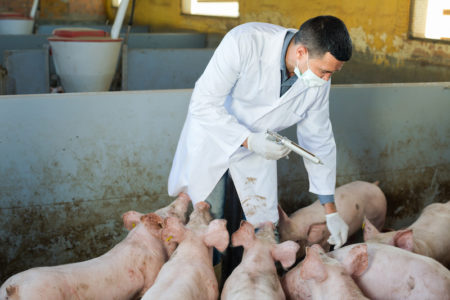 Veterinario inietta farmaci o vaccini a suinetti in allevamento di maiali