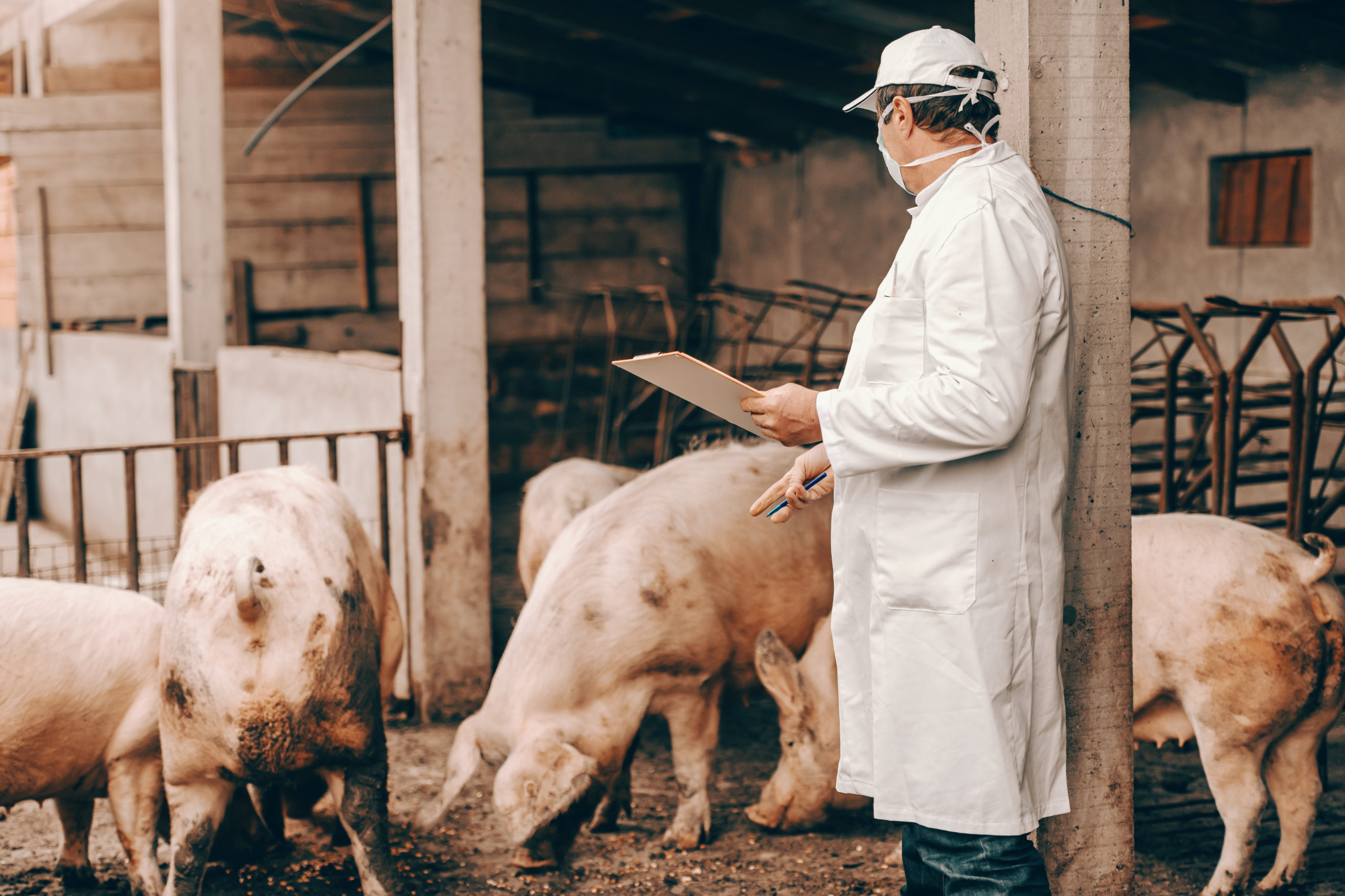 Veterinario o operatore in un allevamento di maiali; concept: peste suina africana