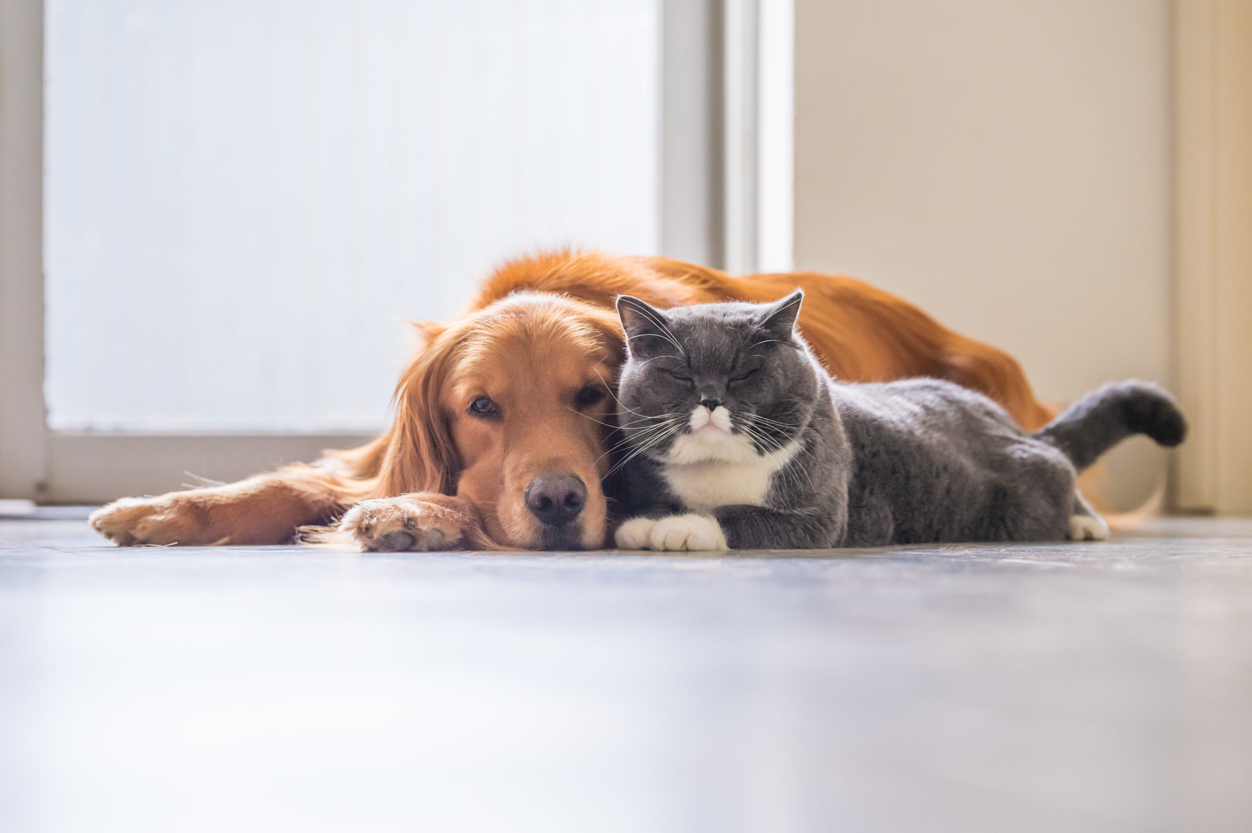 Cane e gatto sdraiati insieme sul pavimento