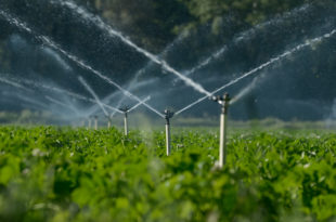 Water sprinklers irrigating a field.