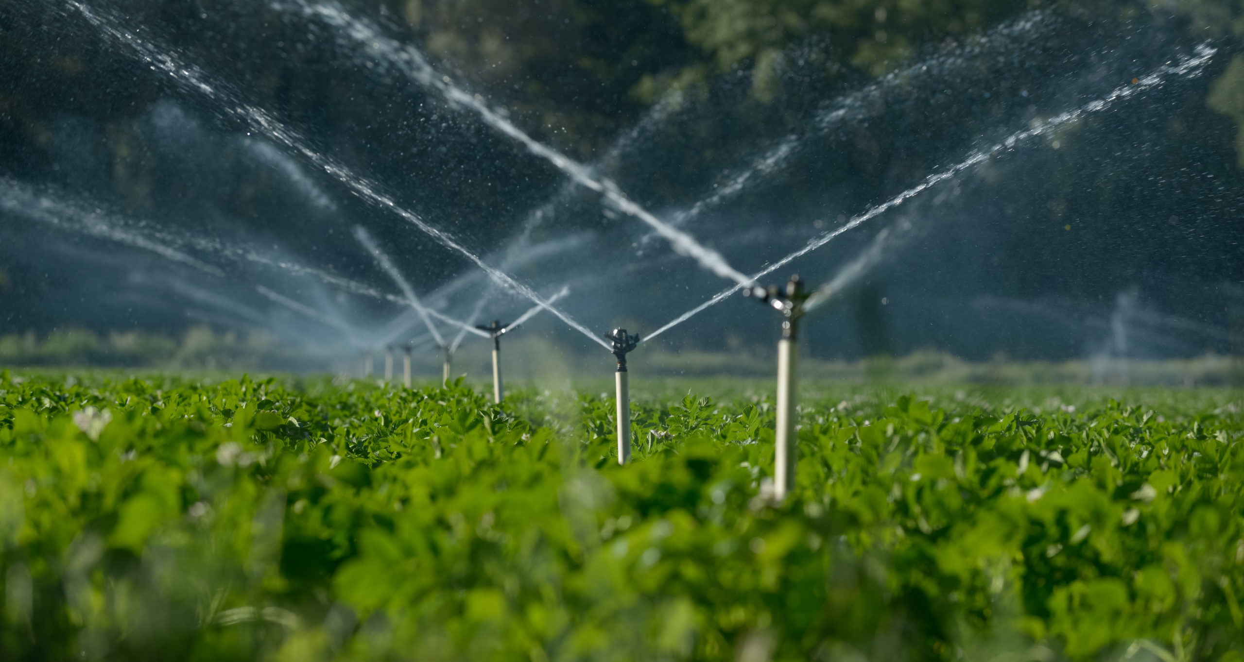 Water sprinklers irrigating a field