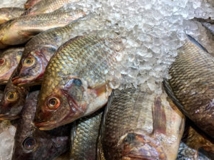 Close up of dead Nile Tilapia fish on ice at the market.