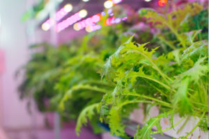 Plants in hydroponics agricultural farm