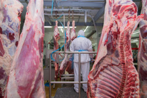 macello macellare industria alimentare carne carcasse proteine allevamento