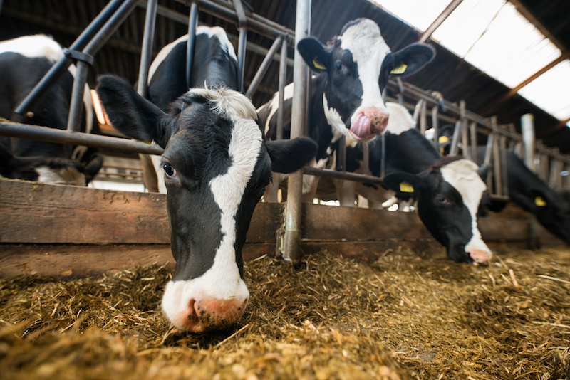 Vacche da latte mangiano all'interno di un allevamento