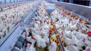 Polli broiler all'interno di un allevamento intensivo a terra
