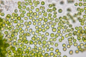 Education of chlorella under the microscope in Lab. microalghe chlorella