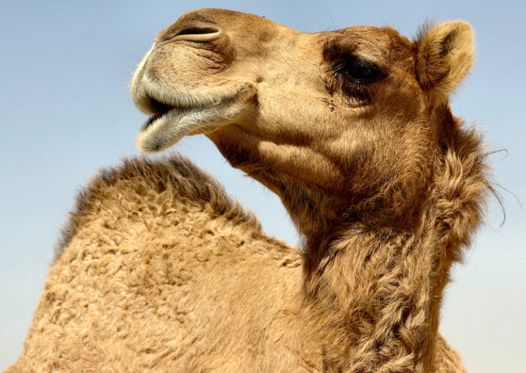 Latte di cammella più sicuro con i giusti fermenti e la bollitura