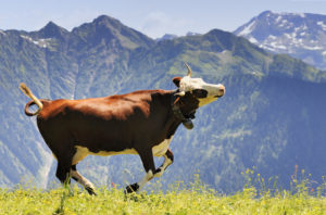 cow mucca felice pascoli montagna allevamento benessere animale