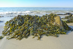 Alghe su una spiaggia