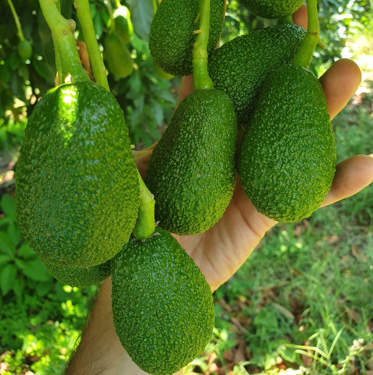Pianta di avocado in Sicilia, particolare; Concept: frutta tropicale
