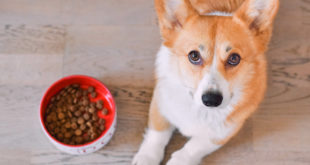 ciotola croccantini per cani