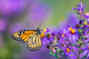 Farfalla posata su fiori viola in un prato; concept: insetti impollinatori