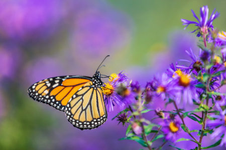Farfalla posata su fiori viola in un prato; concept: insetti impollinatori