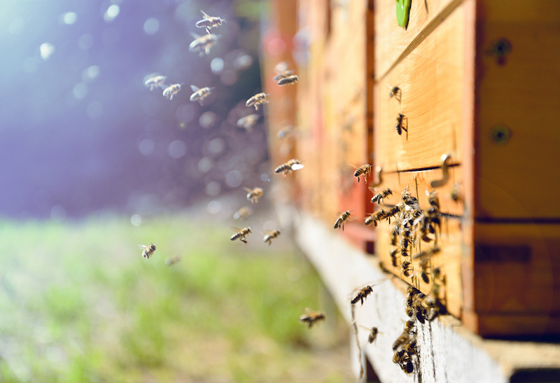 api rientrano nelle arnie