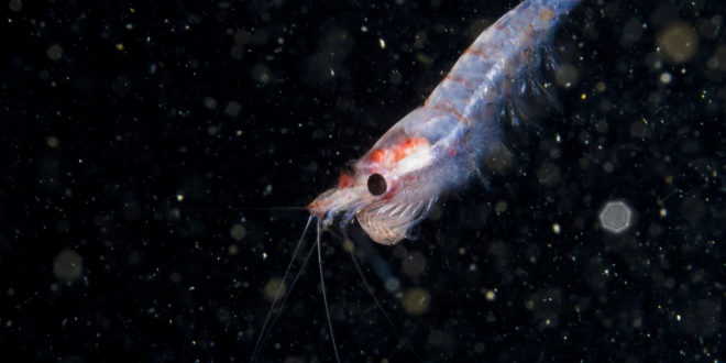 Krill drifting underwater in the St. Lawrence estuary in Canada