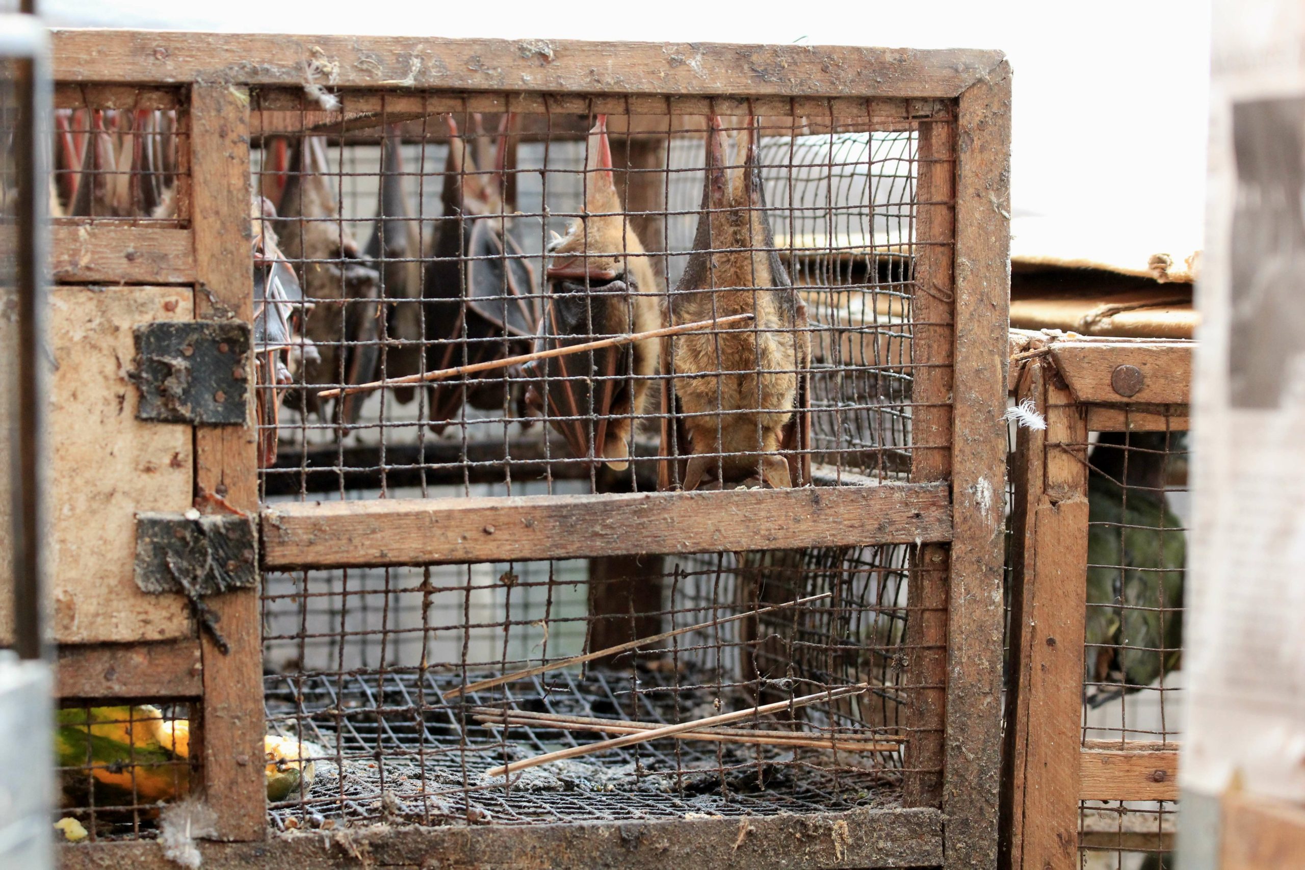 Animali vivi: stop alla vendita nei wet market. Consegnate 569 mila firme