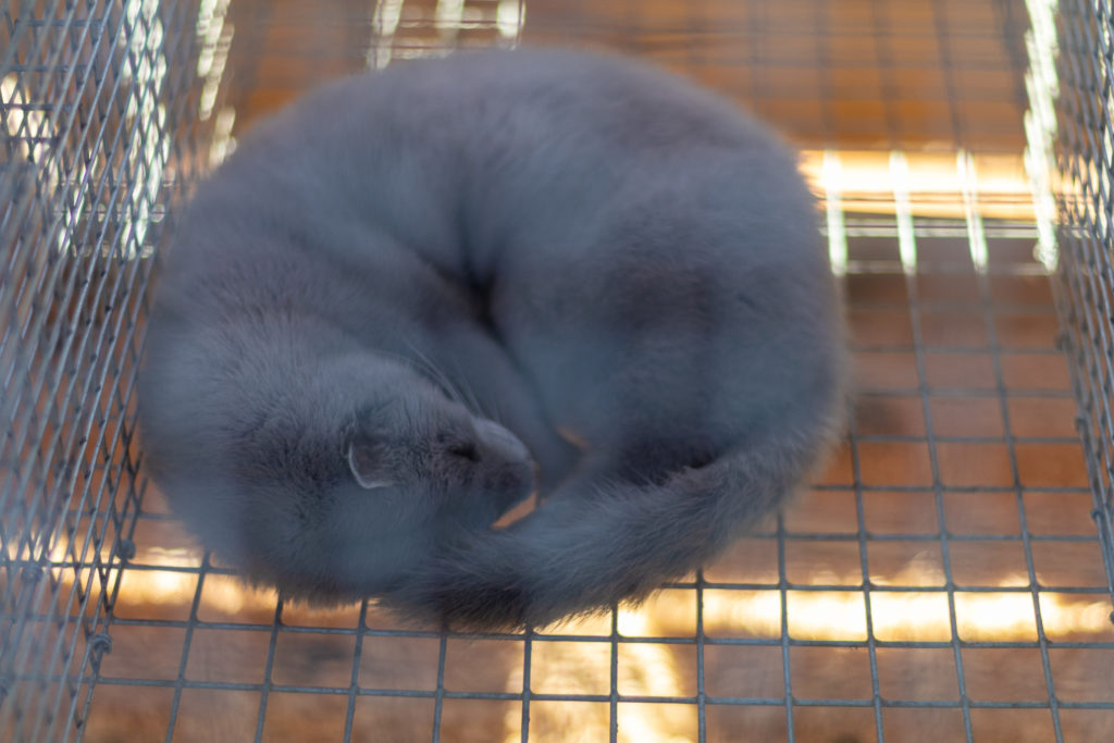 The beast mink sleeps curled up in a cage