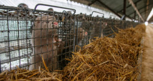 Mink farm. Mink in the cage. Mink's fur