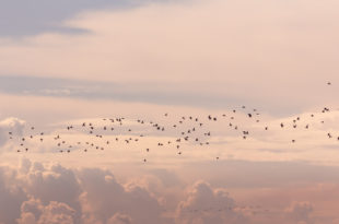 aviaria, uccelli migratori