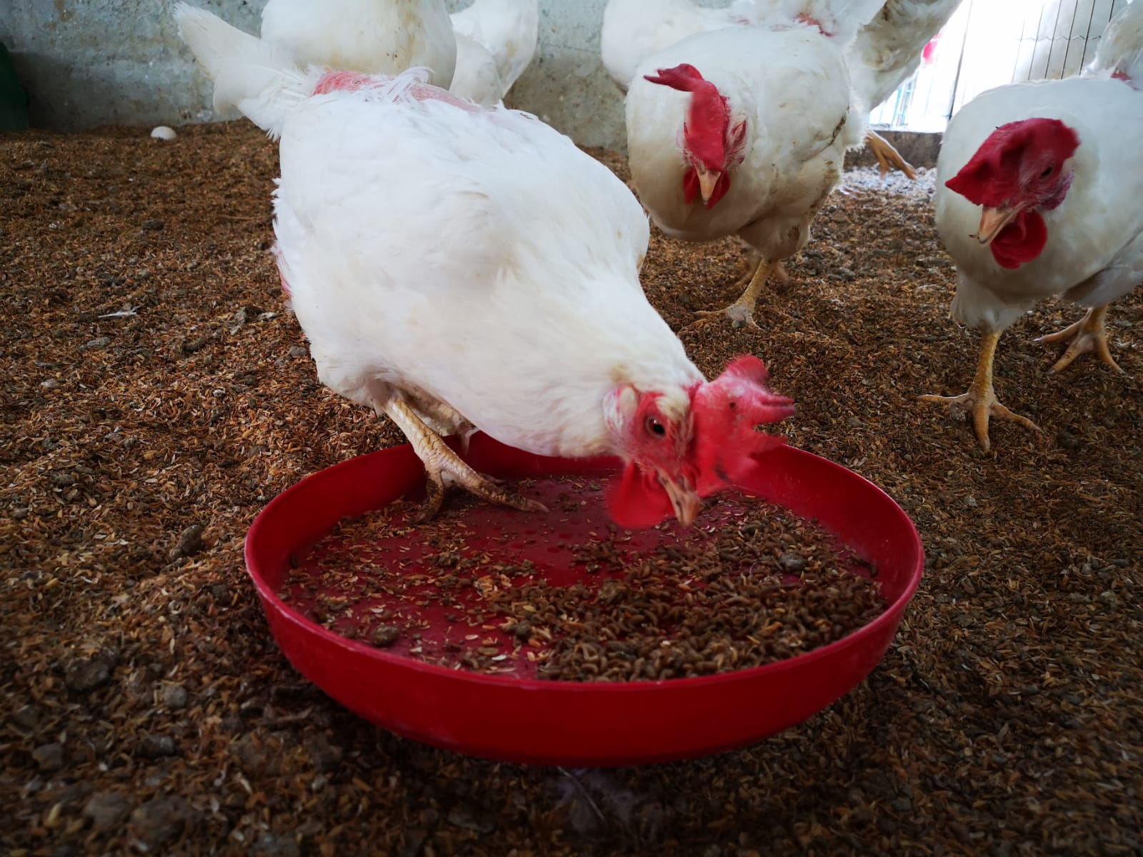 Gallina che si nutre di larve in un piatto rosso, altre galline si avvicinano, uova
