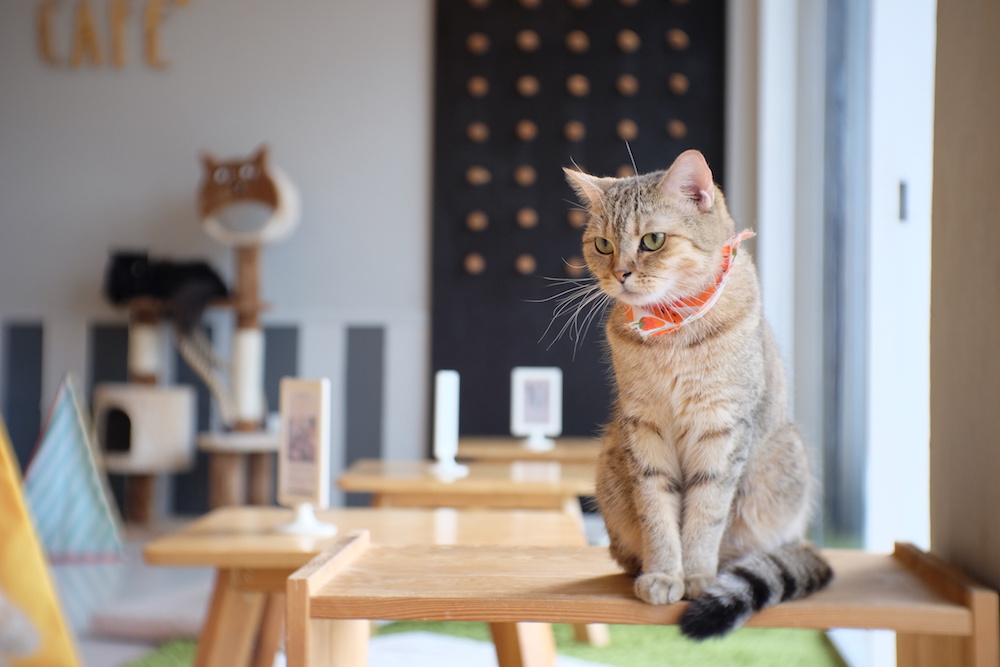 Un gatto su un tavolo di un cat cafè