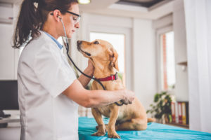 veterinaria visita un cane, sentendogli il cuore, cibo, animali, pet food