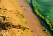 alghe fioritura algale spiaggia